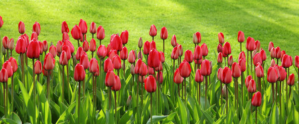 creation massif fleuris tulipes rouges tonte pelouse